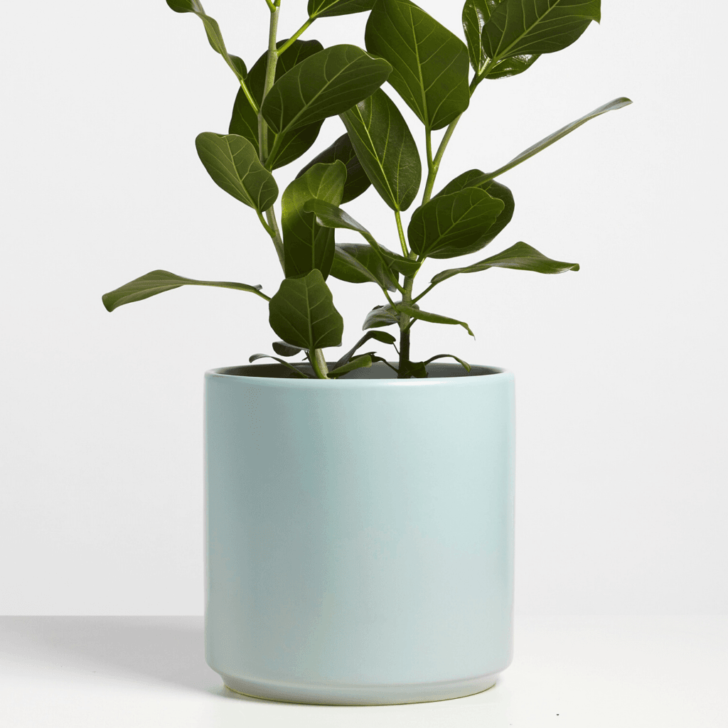 peach plant pot Peach & Pebble - Ceramic Cylinder Planter (White, Black, Peach, Gold,
