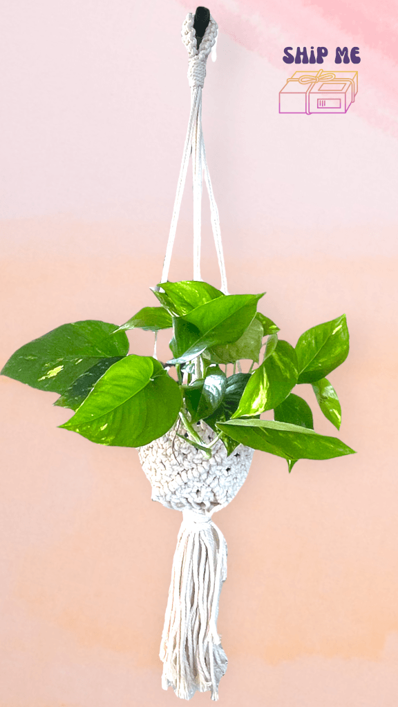 pothos macrame Pothos in Macrame Hanger