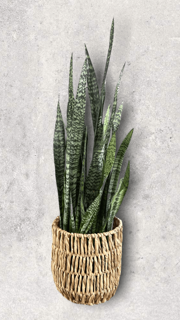 snake plant hanging basket Snake Plant in Rattan Basket