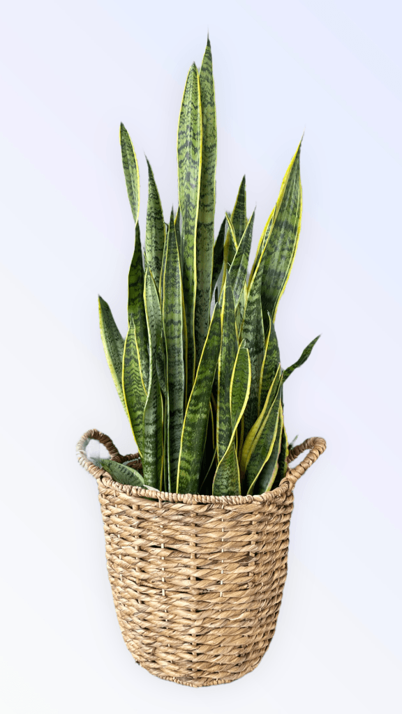rattan snake plant holder Snake Plant in Rattan Basket