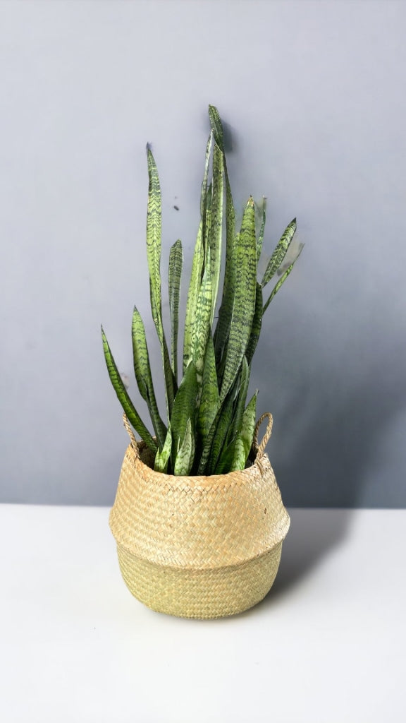 faux snake plant wicker basket Snake Plant in Sea Grass Basket
