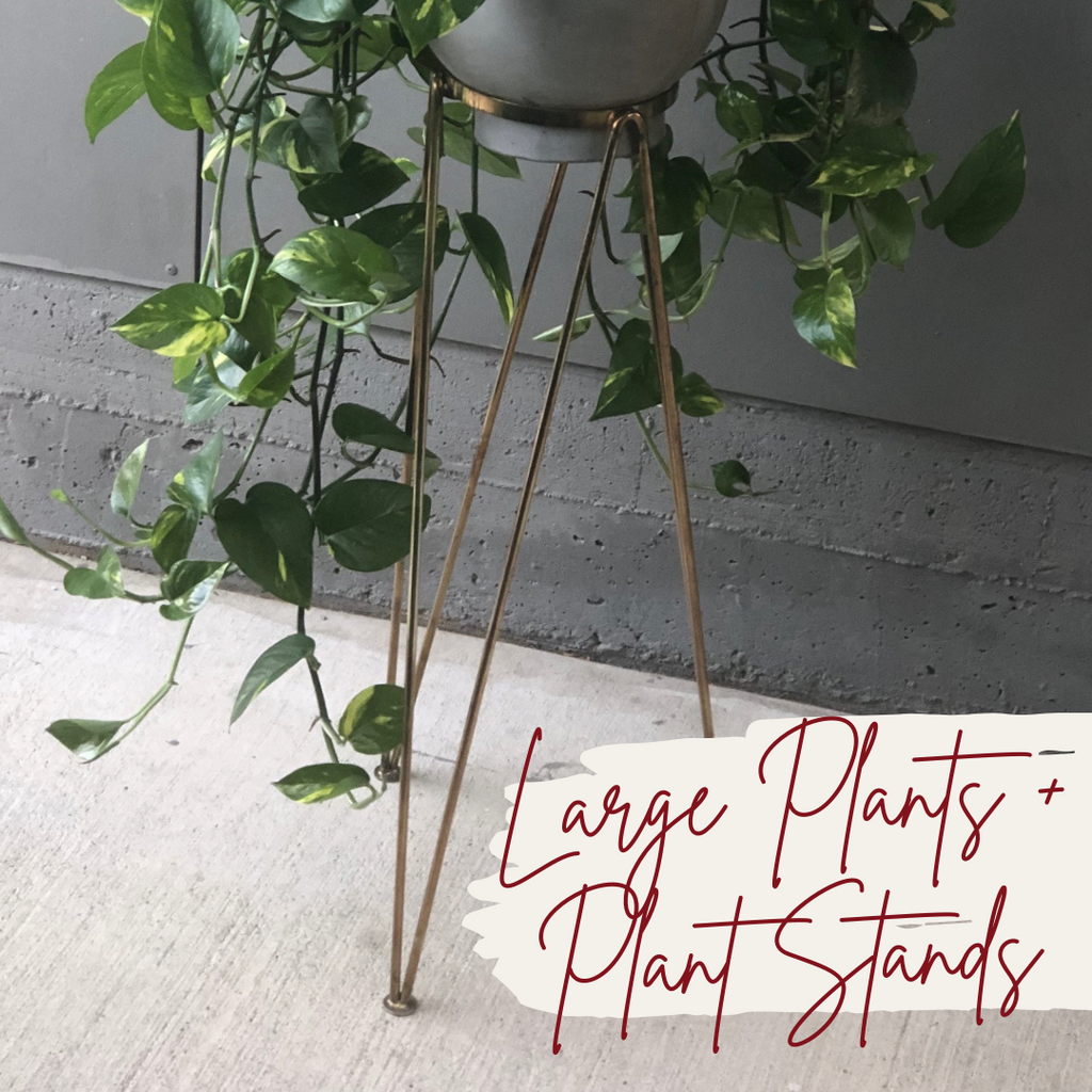 Large Plants +  Client Gift