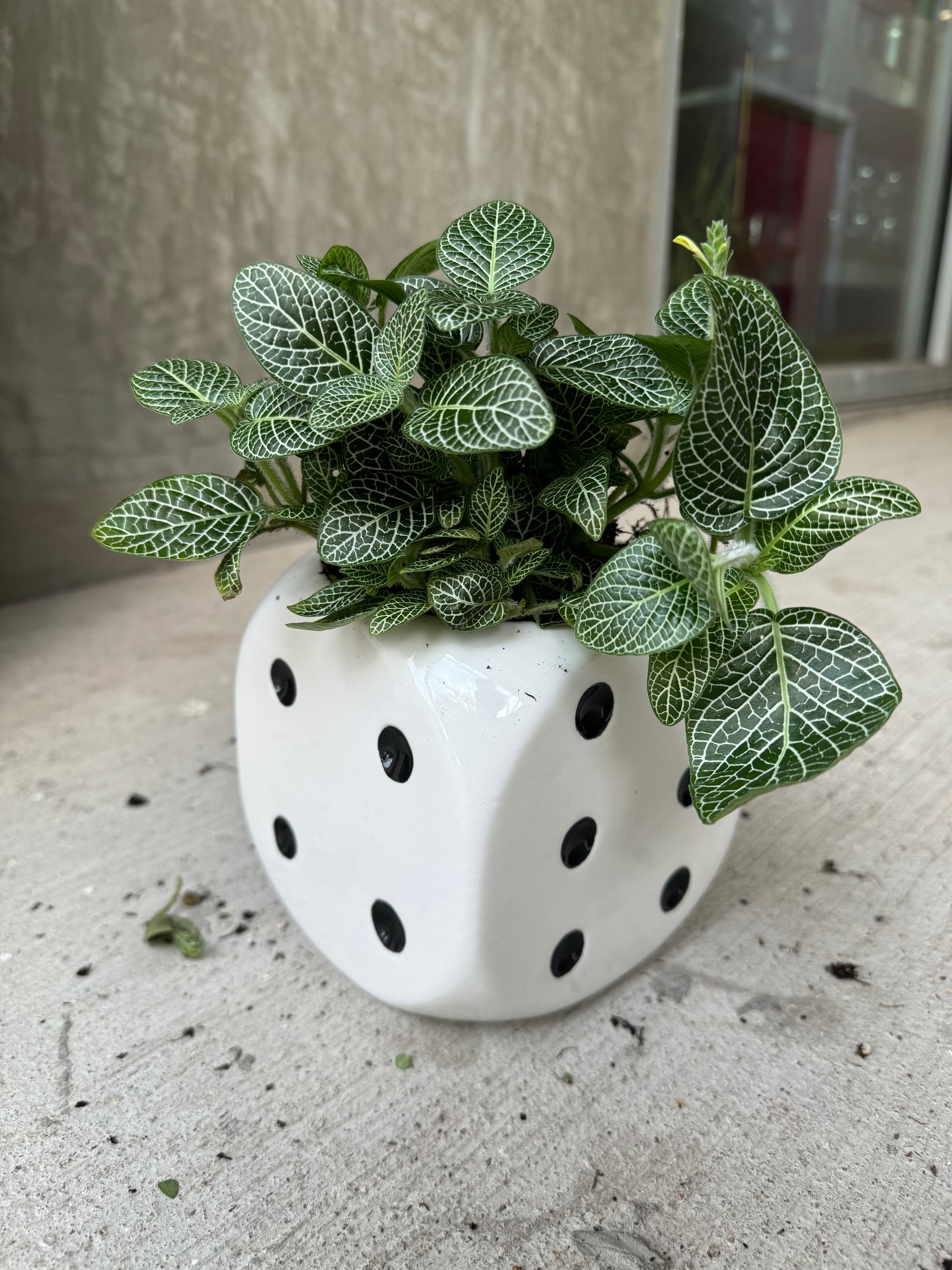 nerve plant pot Nerve Plant in Chance Planter