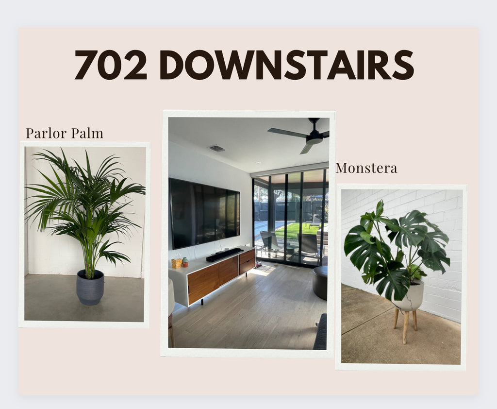 702 Monstera in Plant Stand