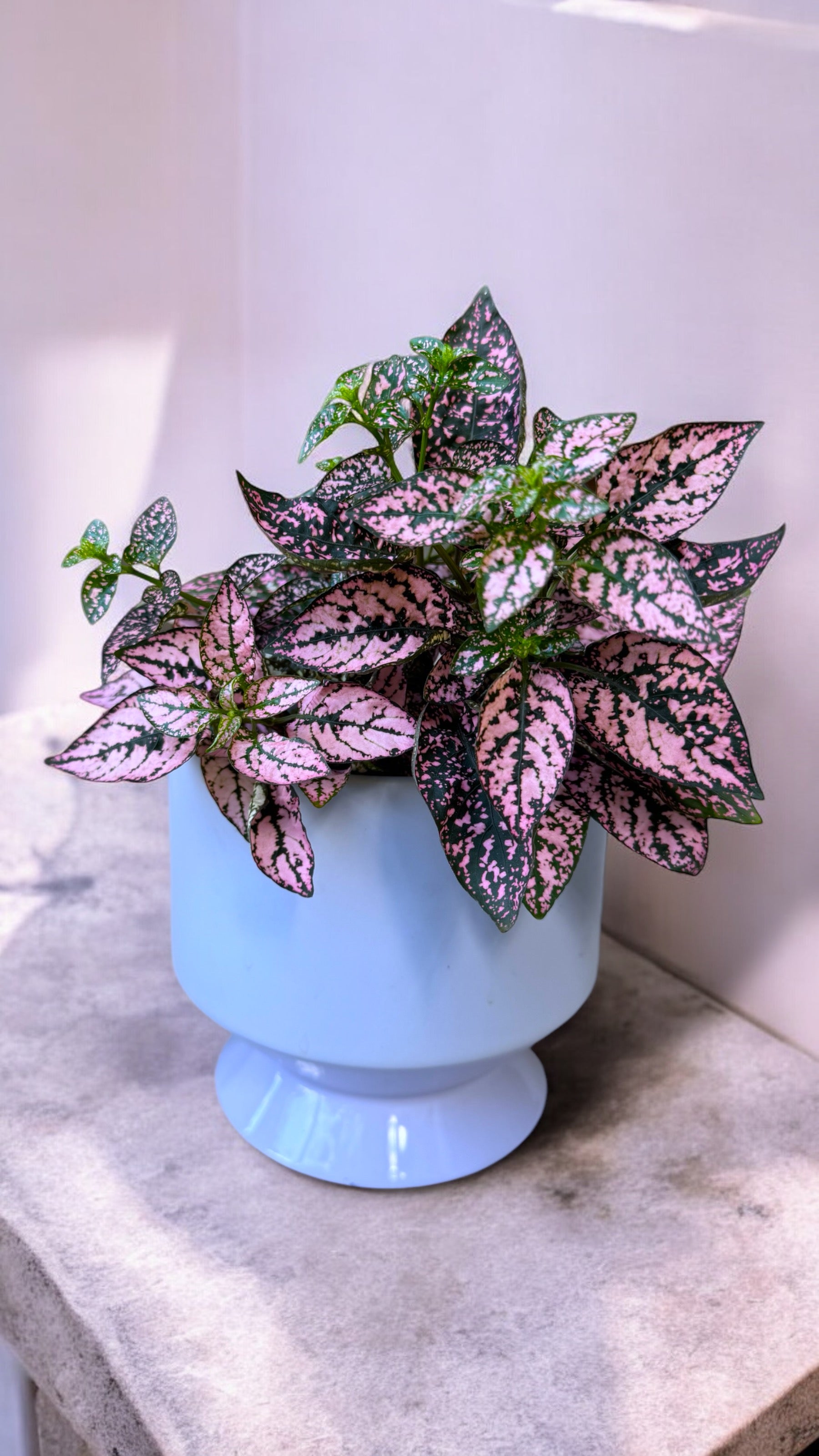 Pink Splash in Lavender Planter