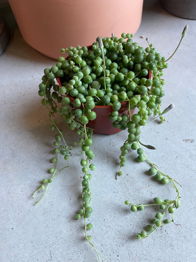 String of Pearl
