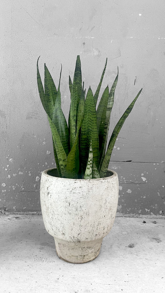 planter snake plant Snake Plant in Stone Planter