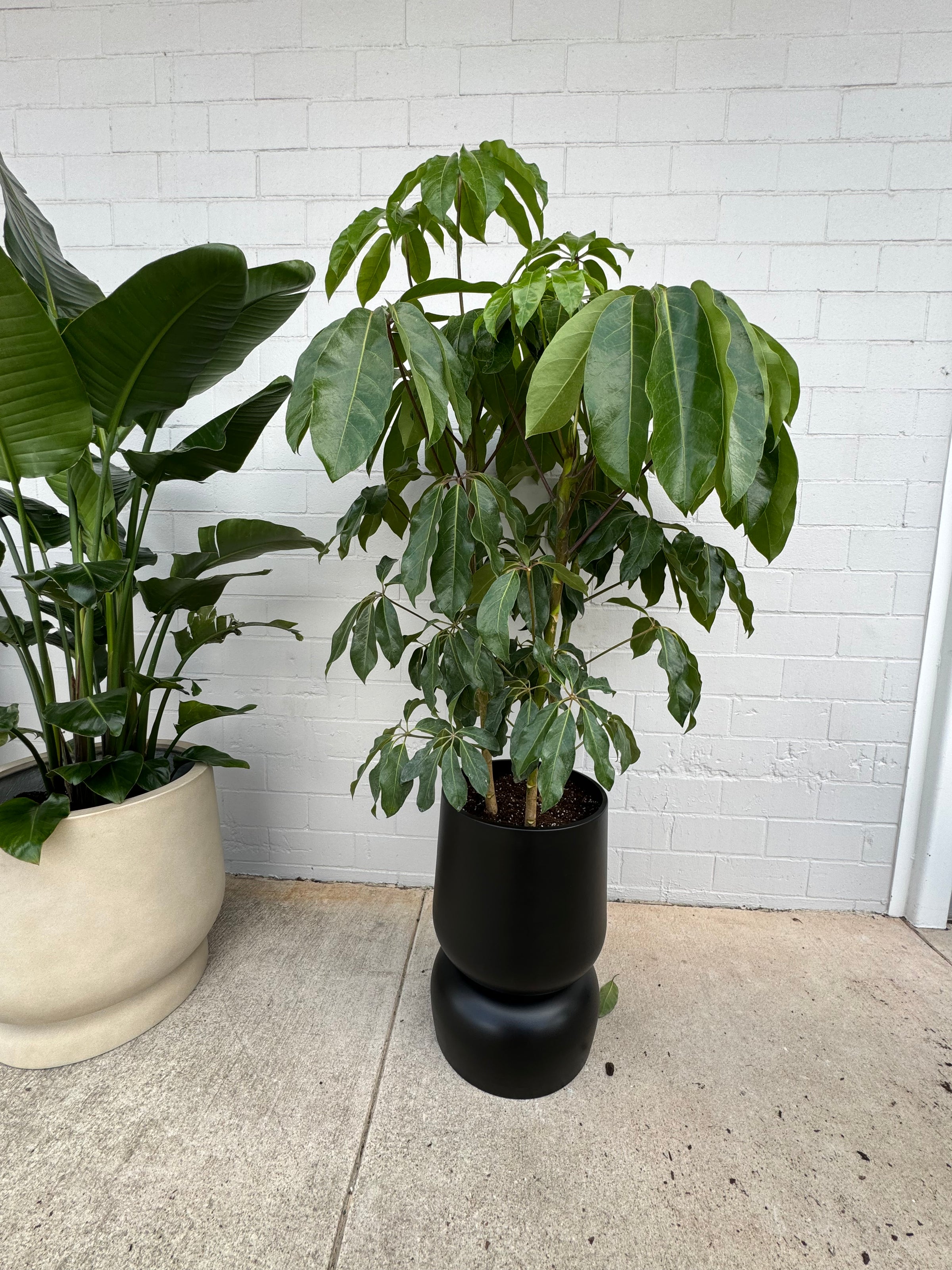 house plant doctor near me Houseplant Consultation - Austin, Tx