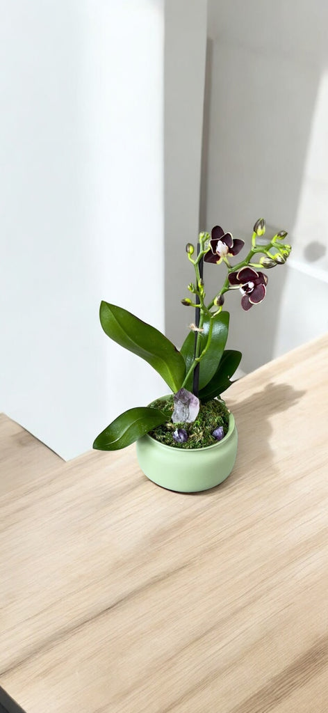 Fuscia Orchid sp. in Lavender Planter