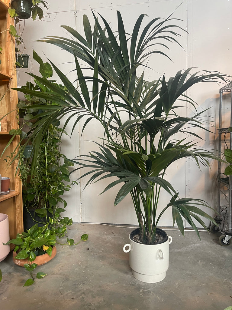 4-5 ft Full-Foliage Palm Rental