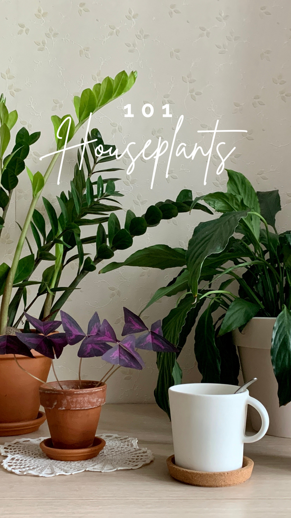 indoor plant classes Houseplants 101