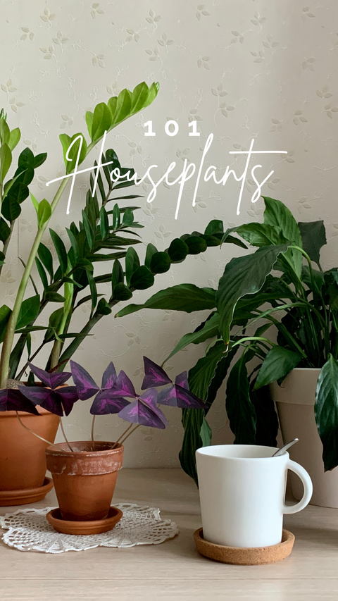 house plants 101 Houseplants 101