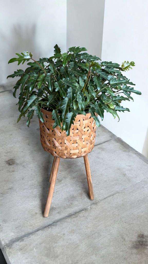 standing philodendron Philodendron Xanadu in Basket Plant Stand