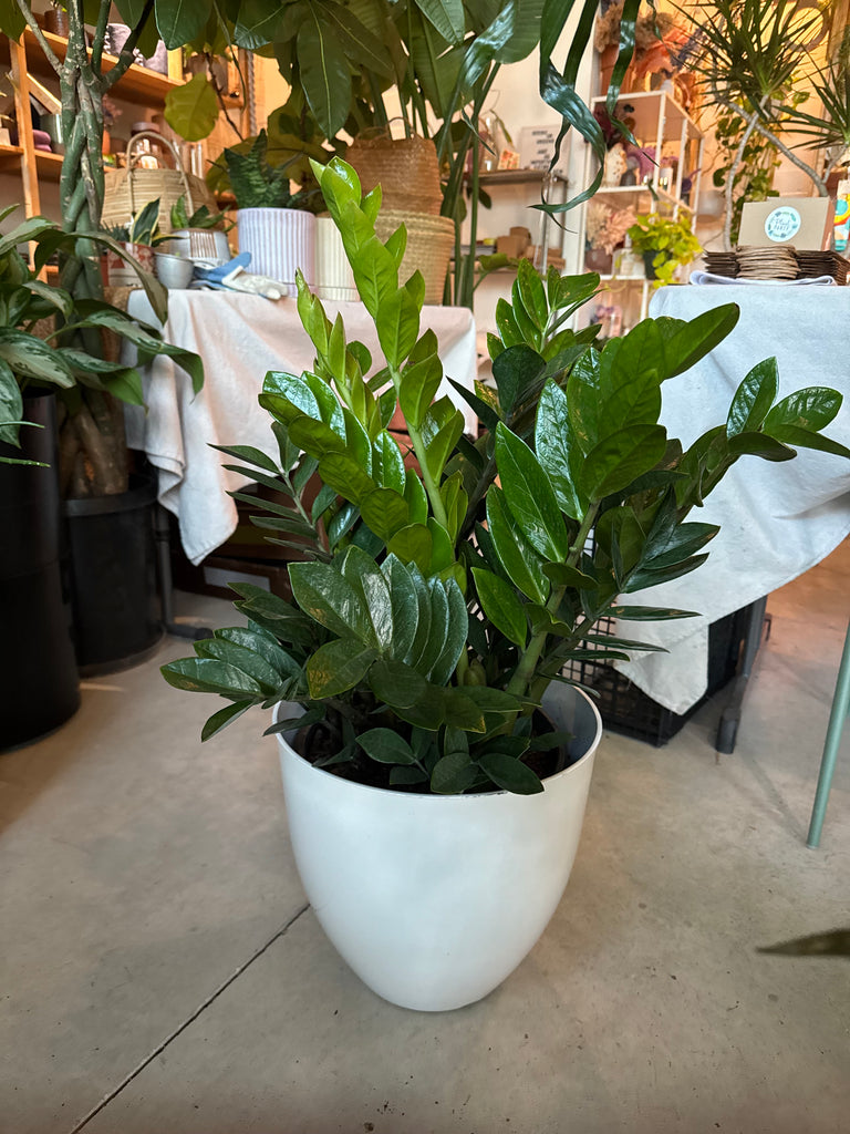 of 10 zz plant 10” Zz Plant