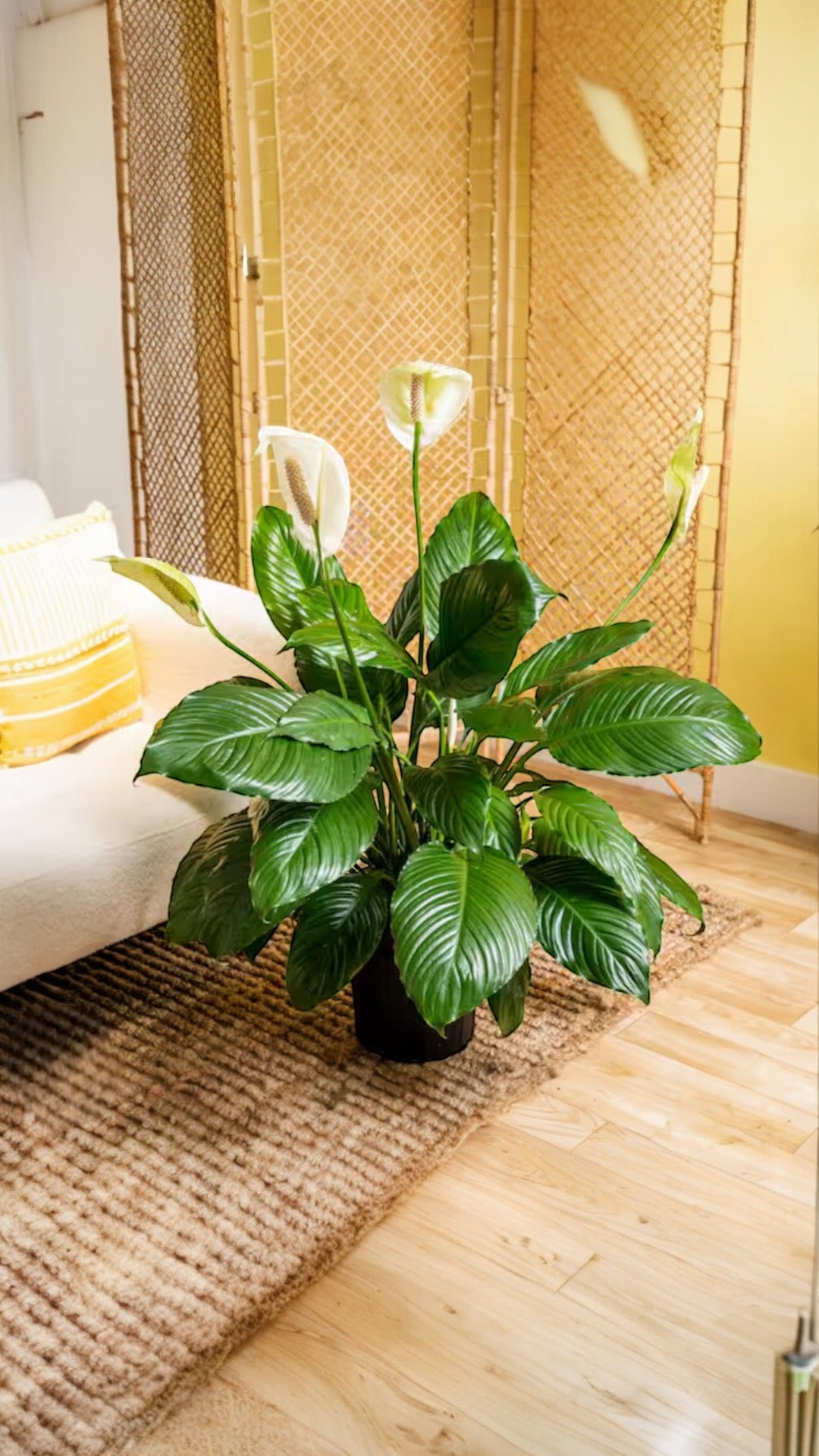Plant Party Peace Lily Planter