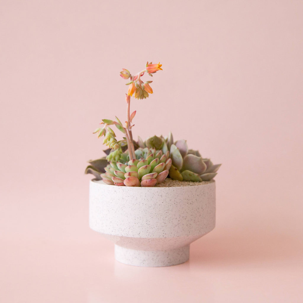 Jungle Club - Speckle Footed Pot | White Large