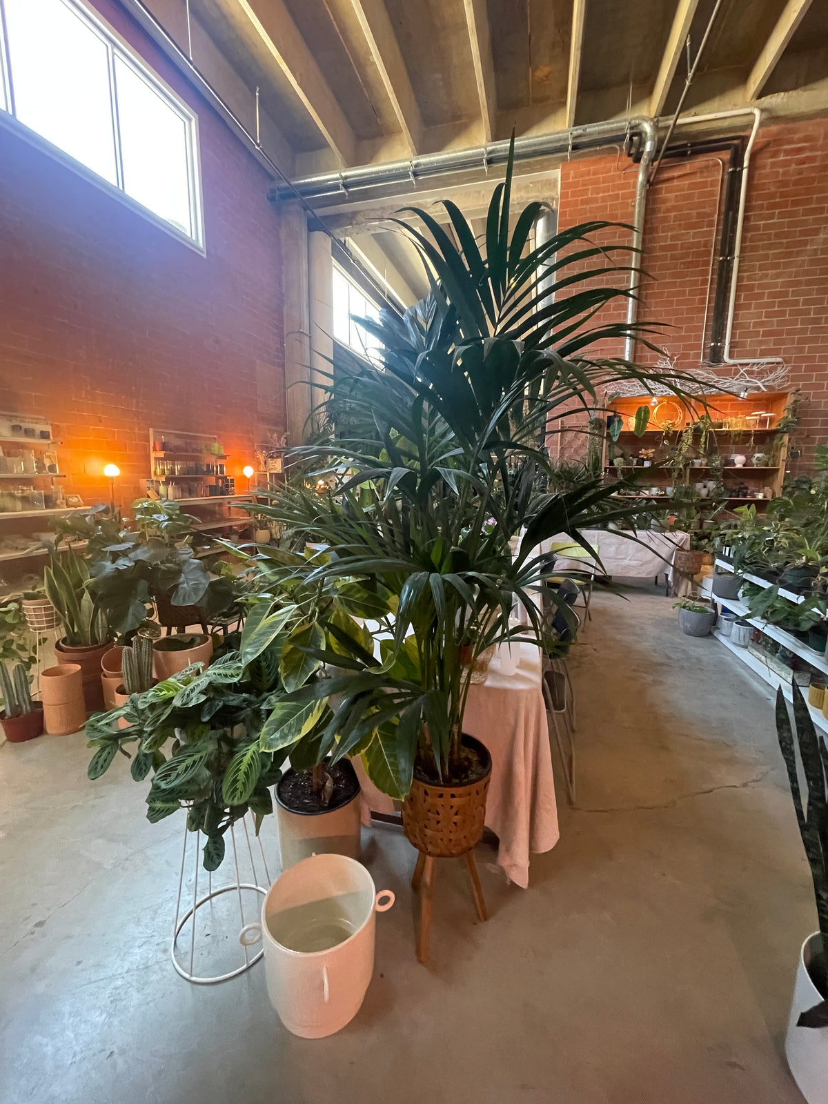 5-6 ft Palm Rental | Plant Party