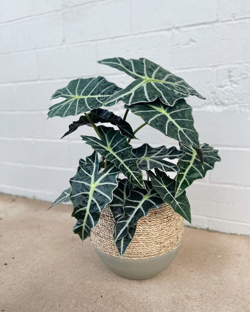 Alocasia Mask in The Rosewood Planter