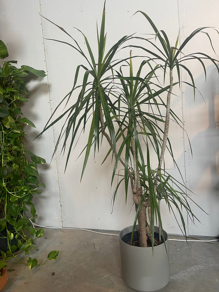 potted plant rental Dragon Tree Potted Rental