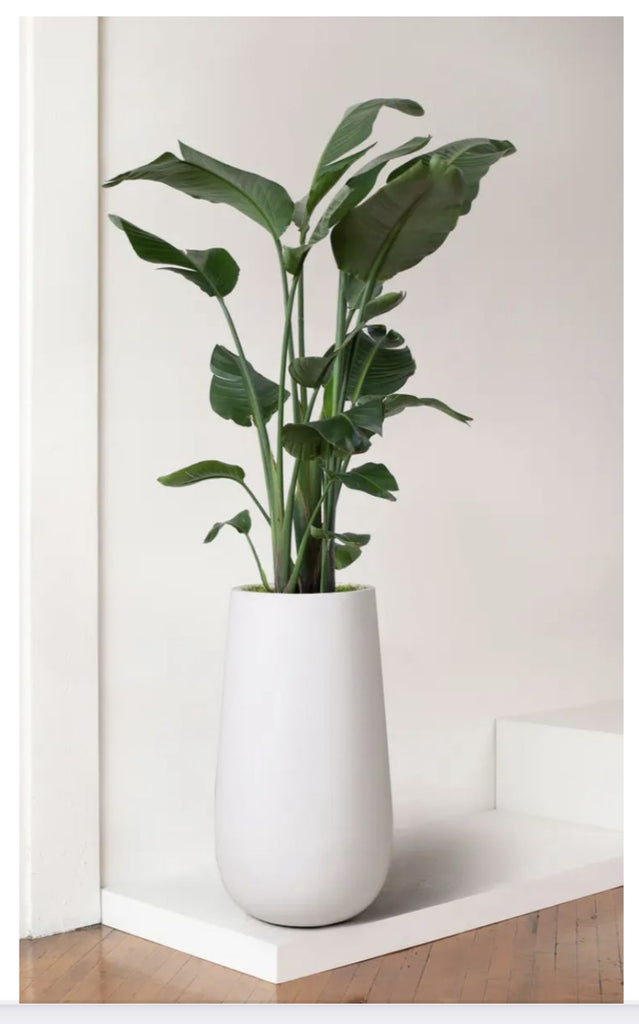 Meta| Creation Stations Banana Leaf