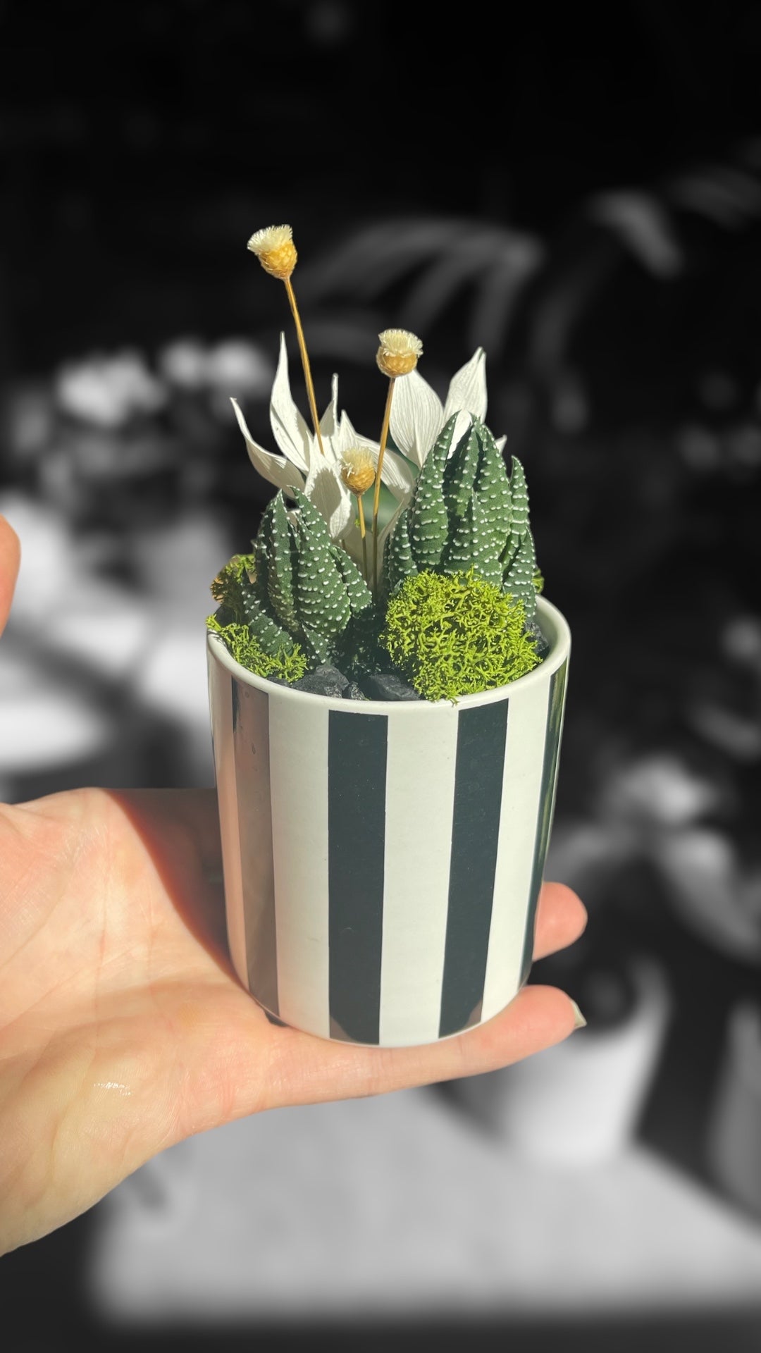 Aloe + Dried Floral in Mime Planter