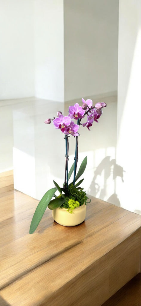 Fuscia Orchid sp. in Lavender Planter