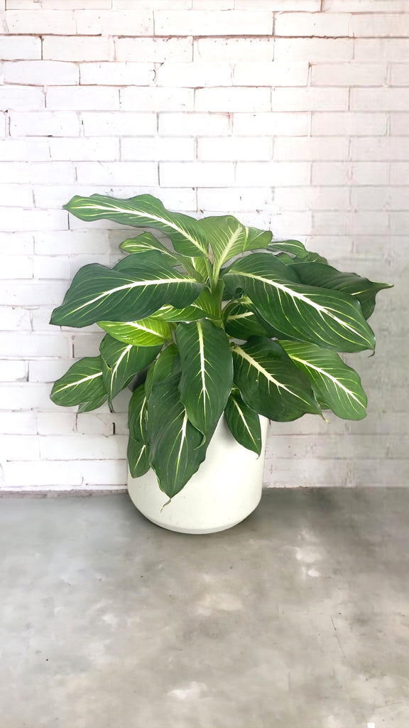 Chinese Evergreen in Grey Matte Planter