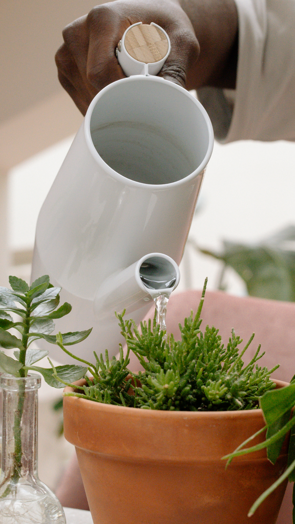 indoor plant classes Houseplants 101
