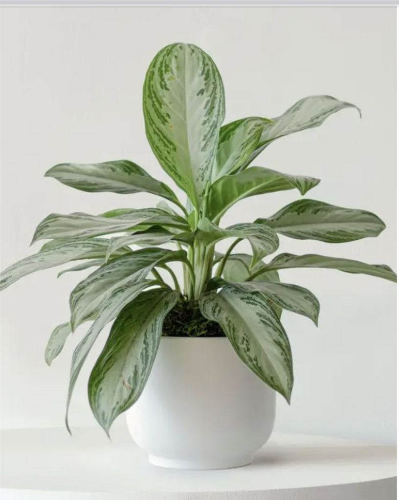 Meta | Stage Broad Leaf Plants
