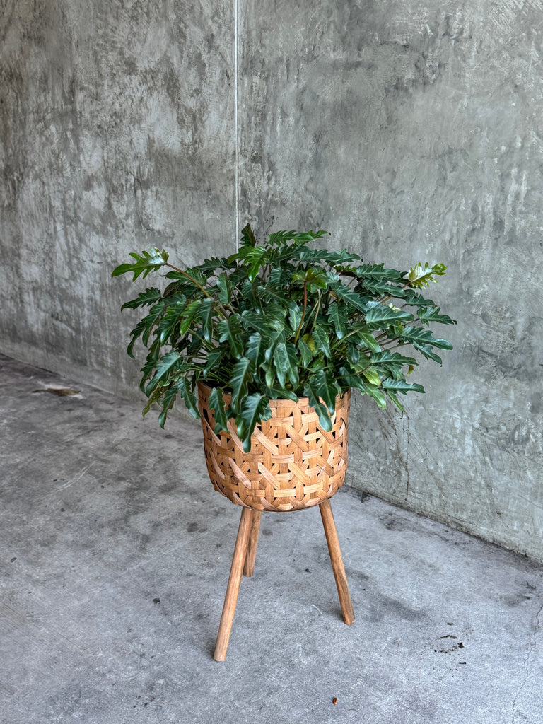kens philodendrons stand Philodendron Xanadu in Basket Plant Stand