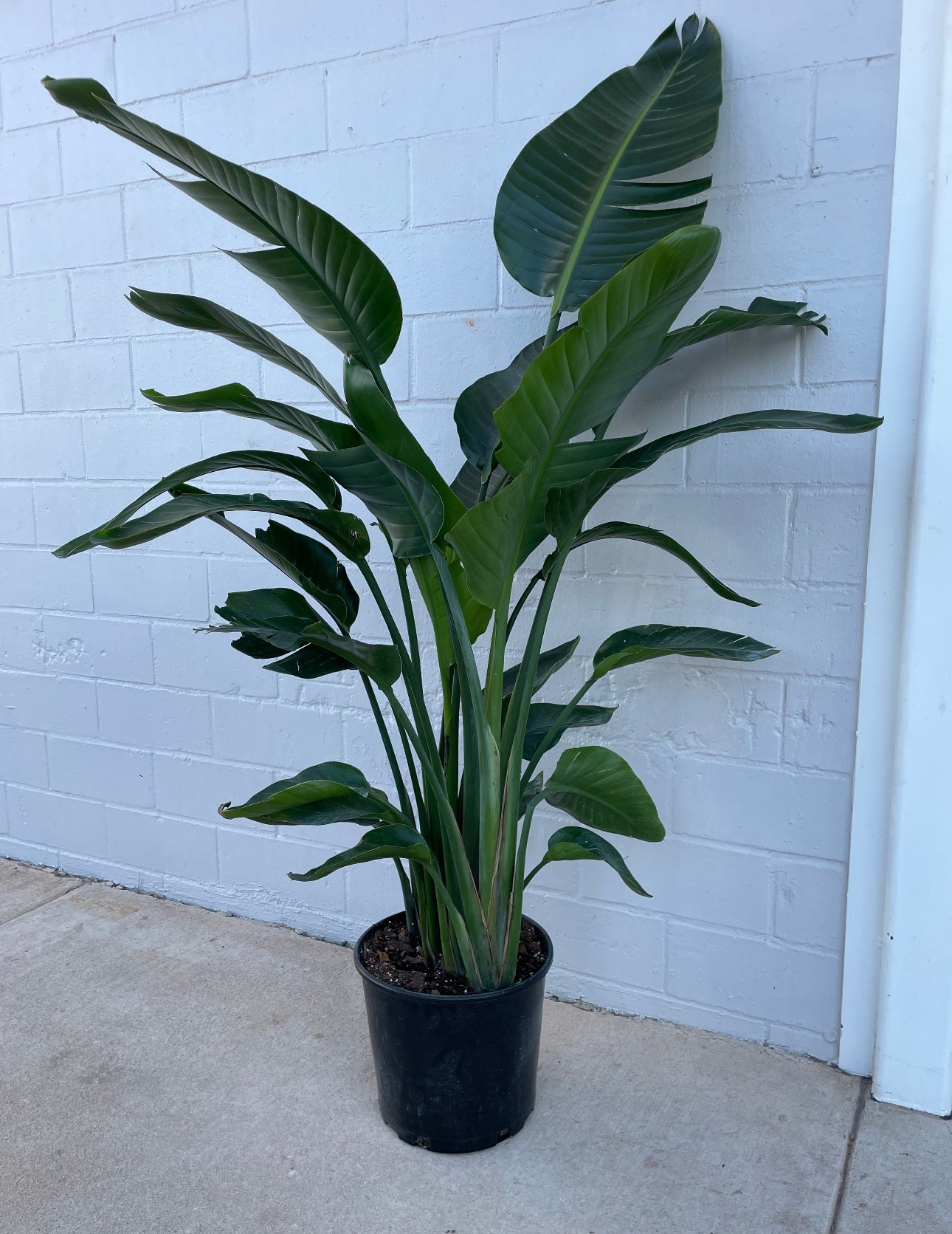 bird of paradise plant pot size Bird of Paradise