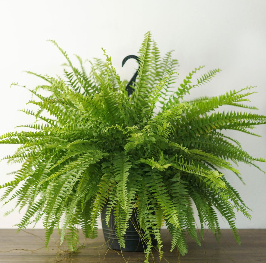 Boston Fern Rental