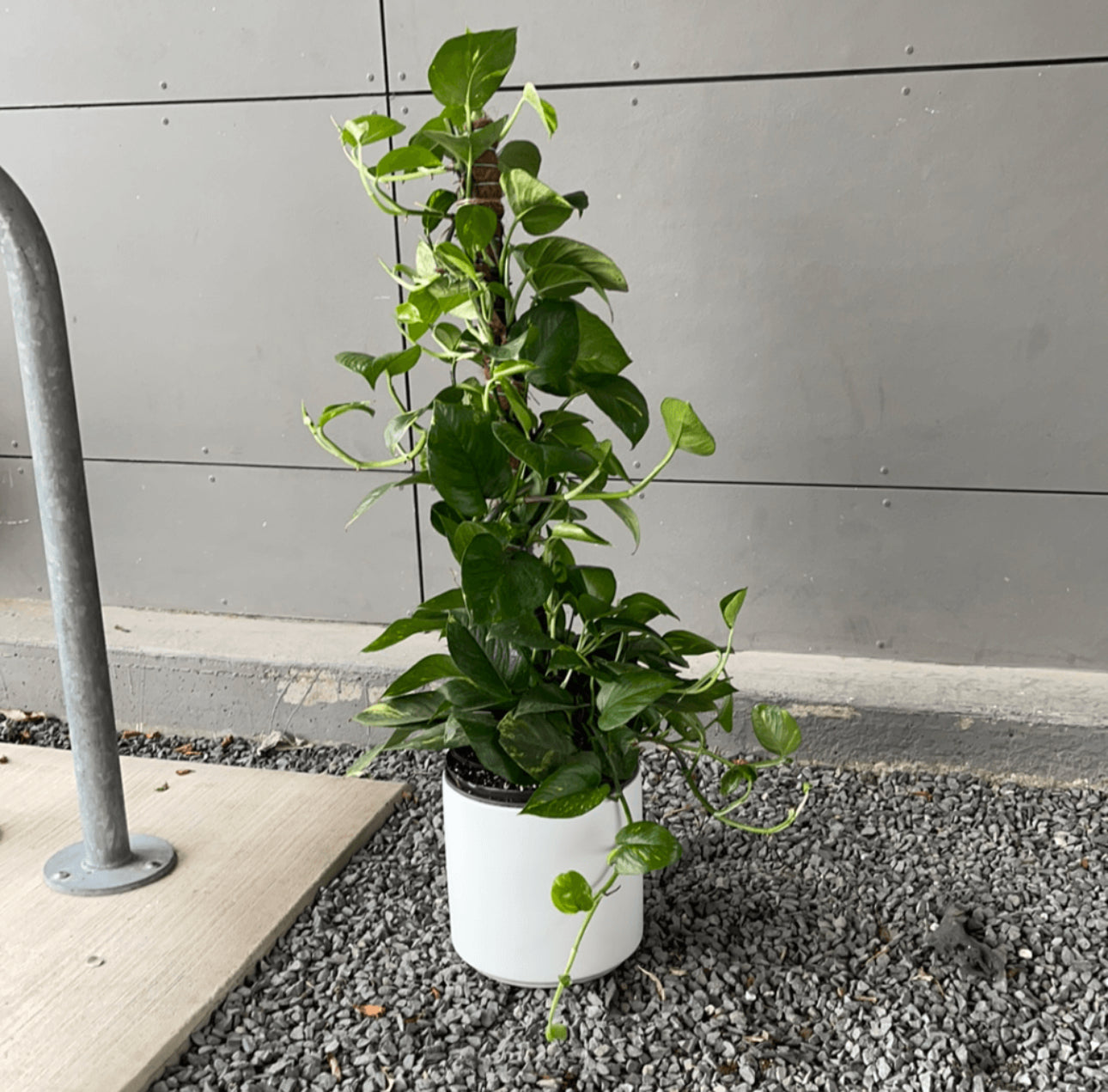Plant Party Pothos Totem