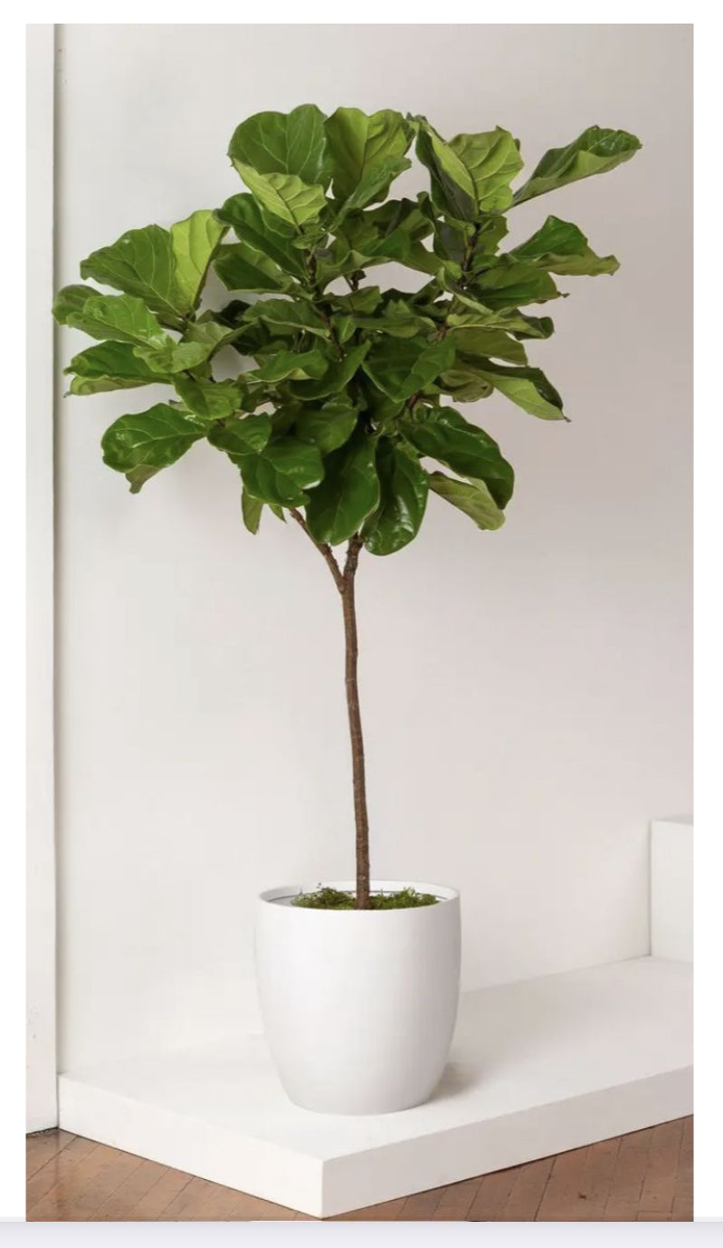 Meta Entry Photo Moment Fiddle Leaf Fig