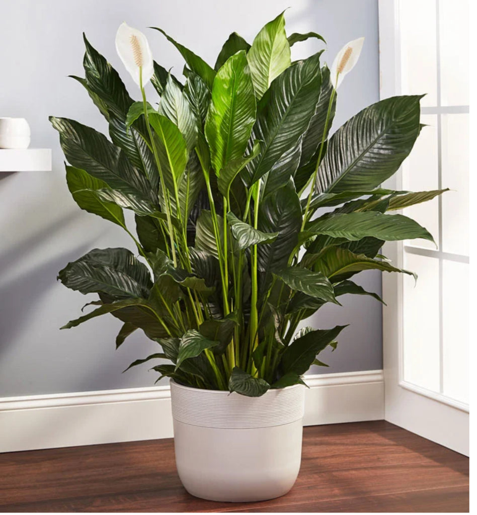 peace lily planter size 10” Peace Lilly in White Planter