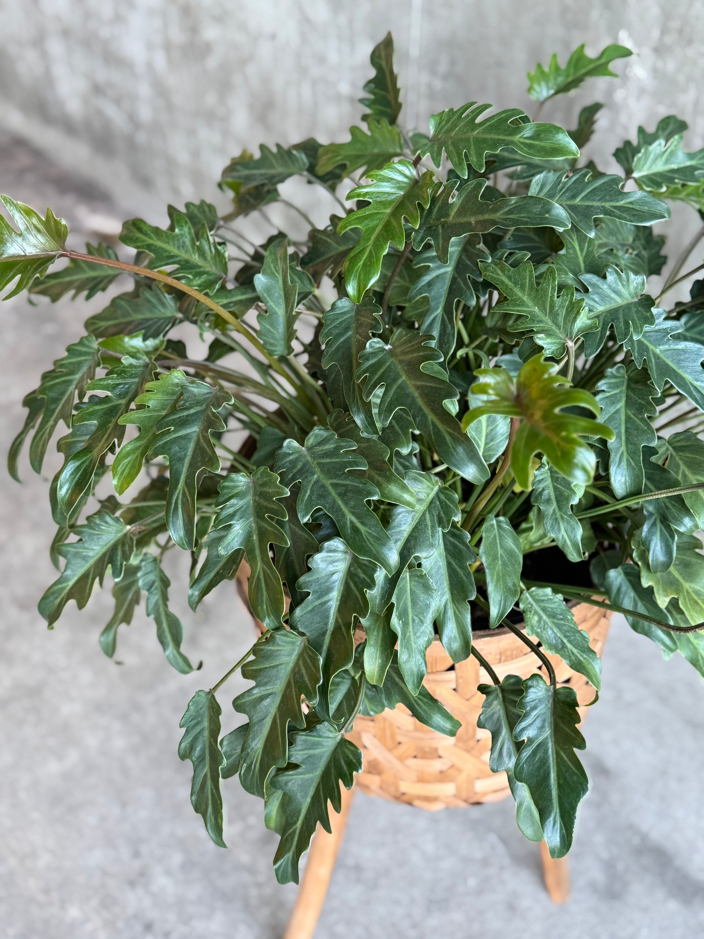 kens philodendrons stand Philodendron Xanadu in Basket Plant Stand