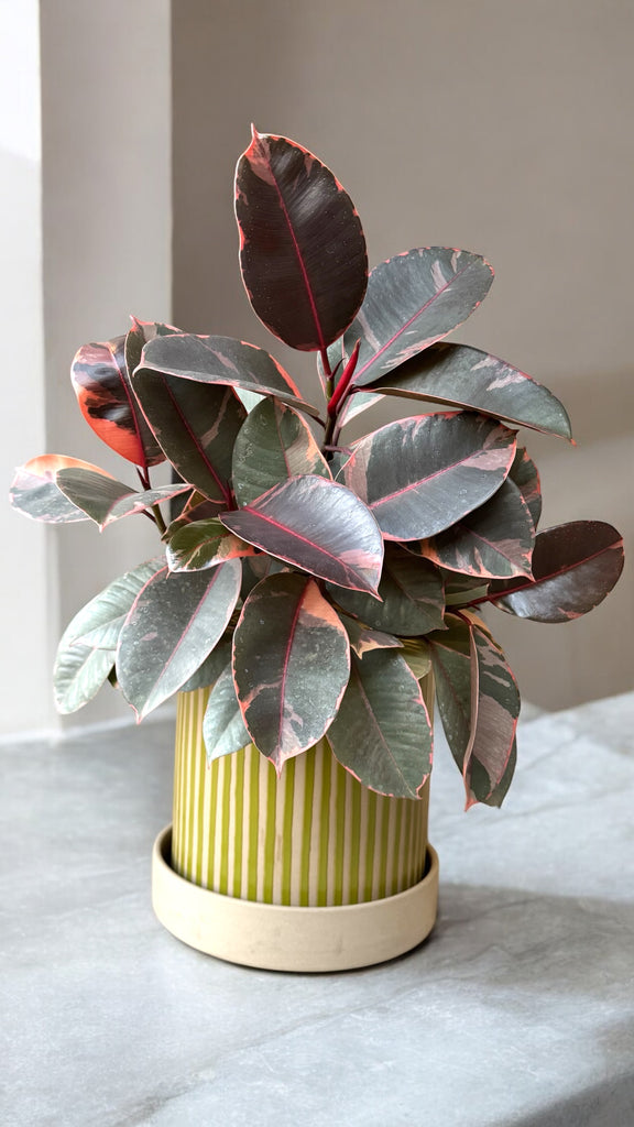 rubber tree planter Ruby Rubber Tree in Kyoto Planter