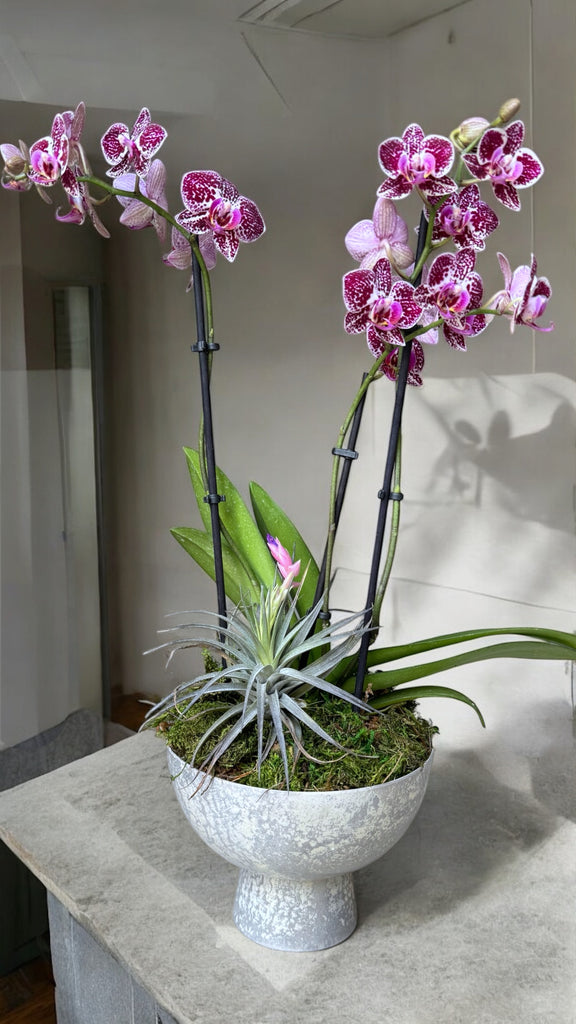 Dendrobium Orchid in Akoya Compote