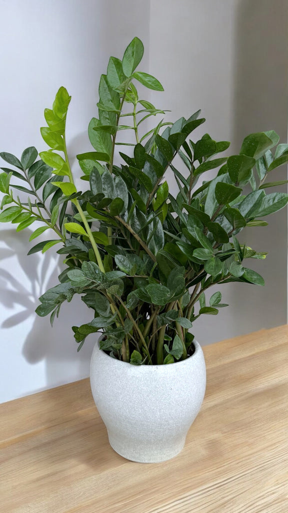 planter for zz plant 3 ft Zz Plant in Anchor Planter