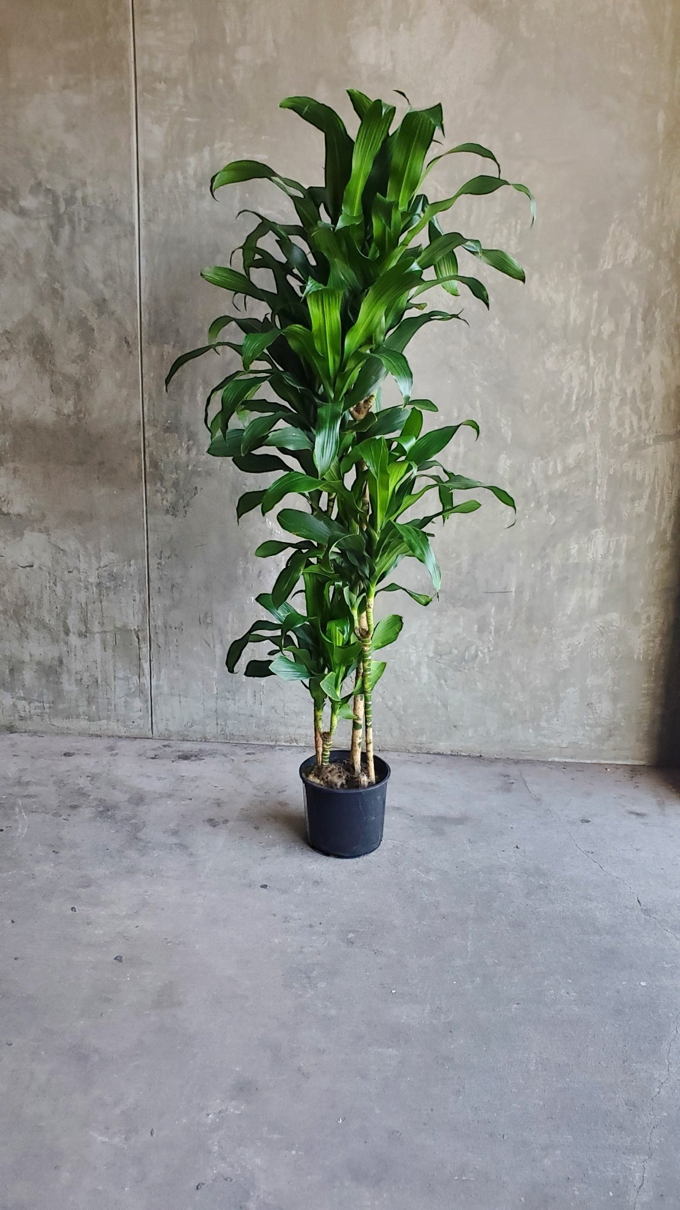 Dracaena Elegance