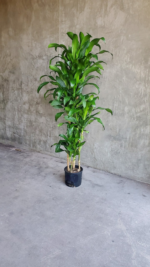 dracaena cane elegance Dracaena Elegance