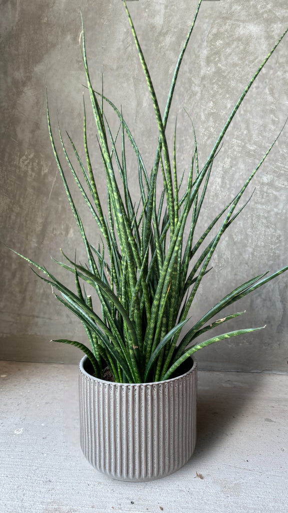 snake plant mikado Mikado Snake Plant in Cigar Planter