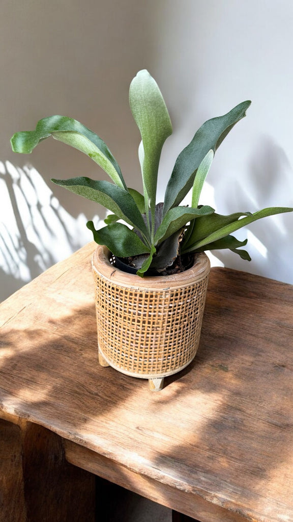 Staghorn Fern in Rattan Planter