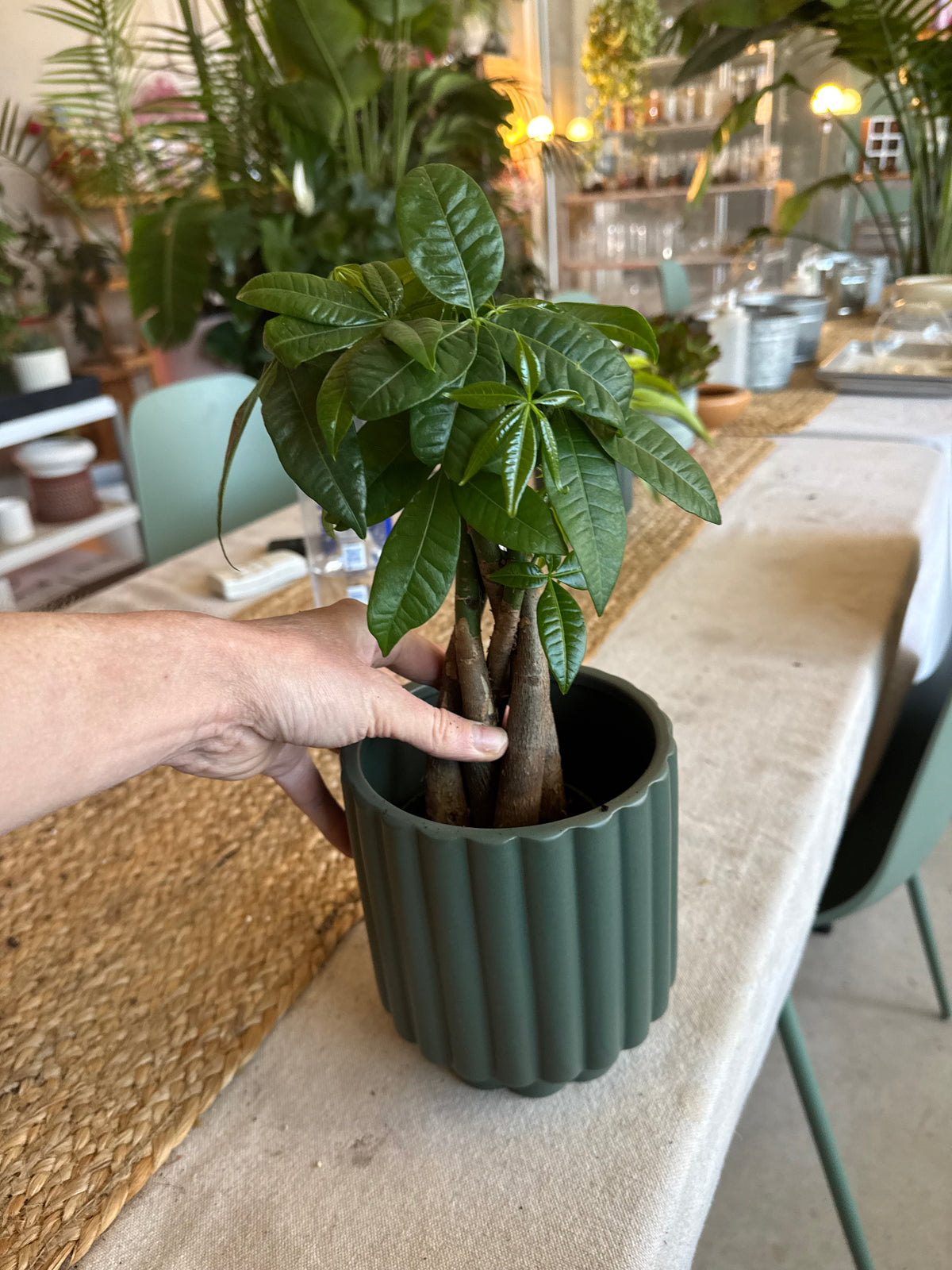 Money Tree in Forest Planter | Plant Party