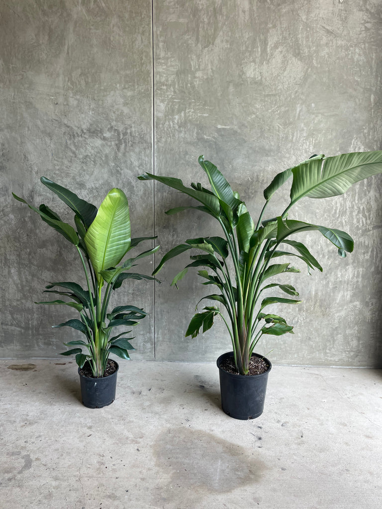 bird of paradise plant indoor cats Bird of Paradise