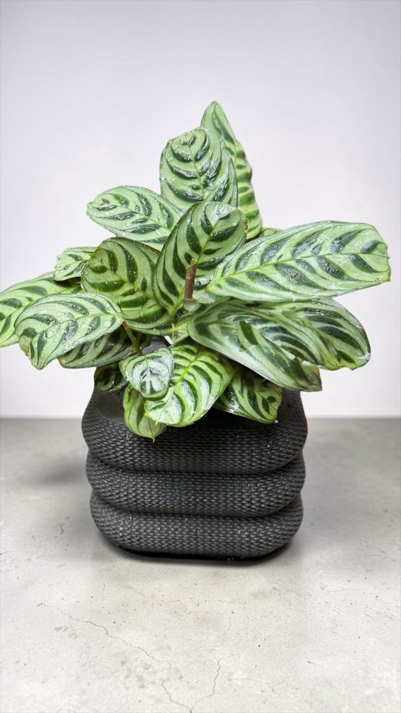 conifer indoor plants Calathea in the Conifer Planter