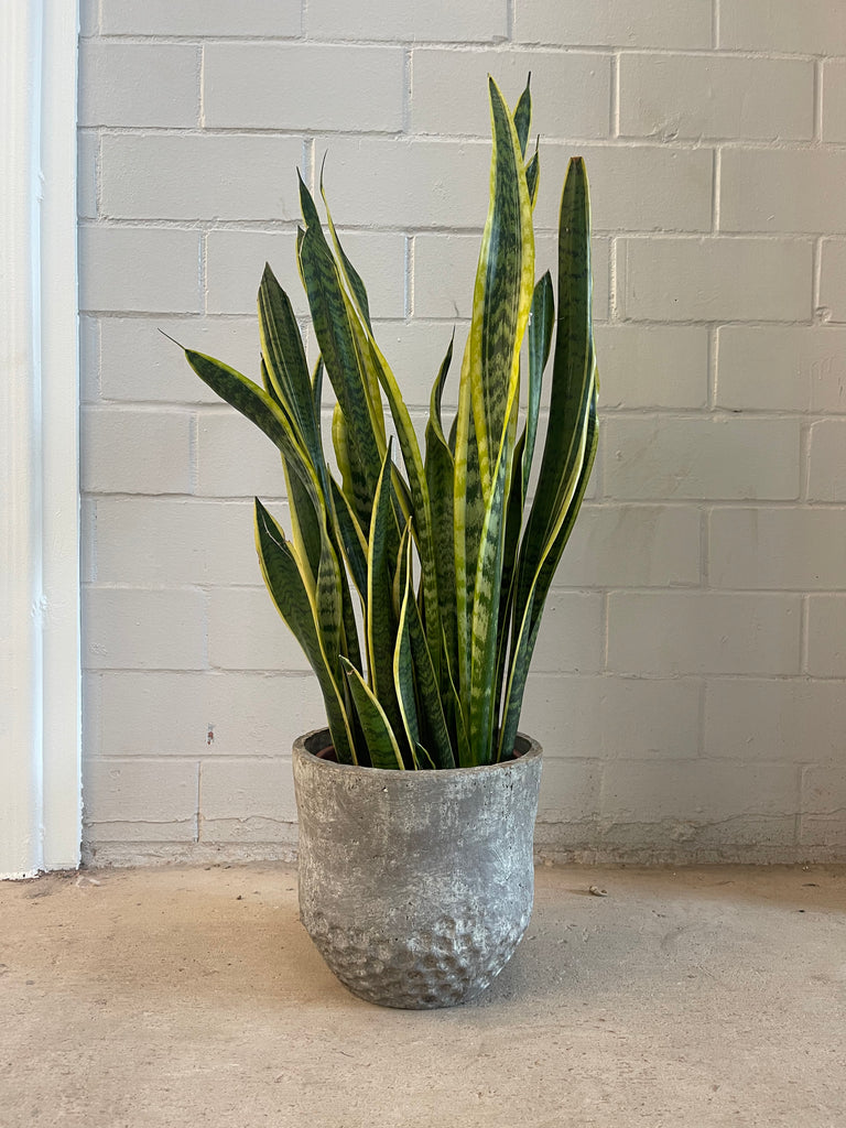 Snake Plant in Dimple Planter