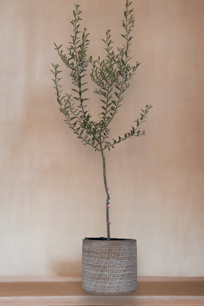 🫒 Olive Tree in Washed Terracotta Planter