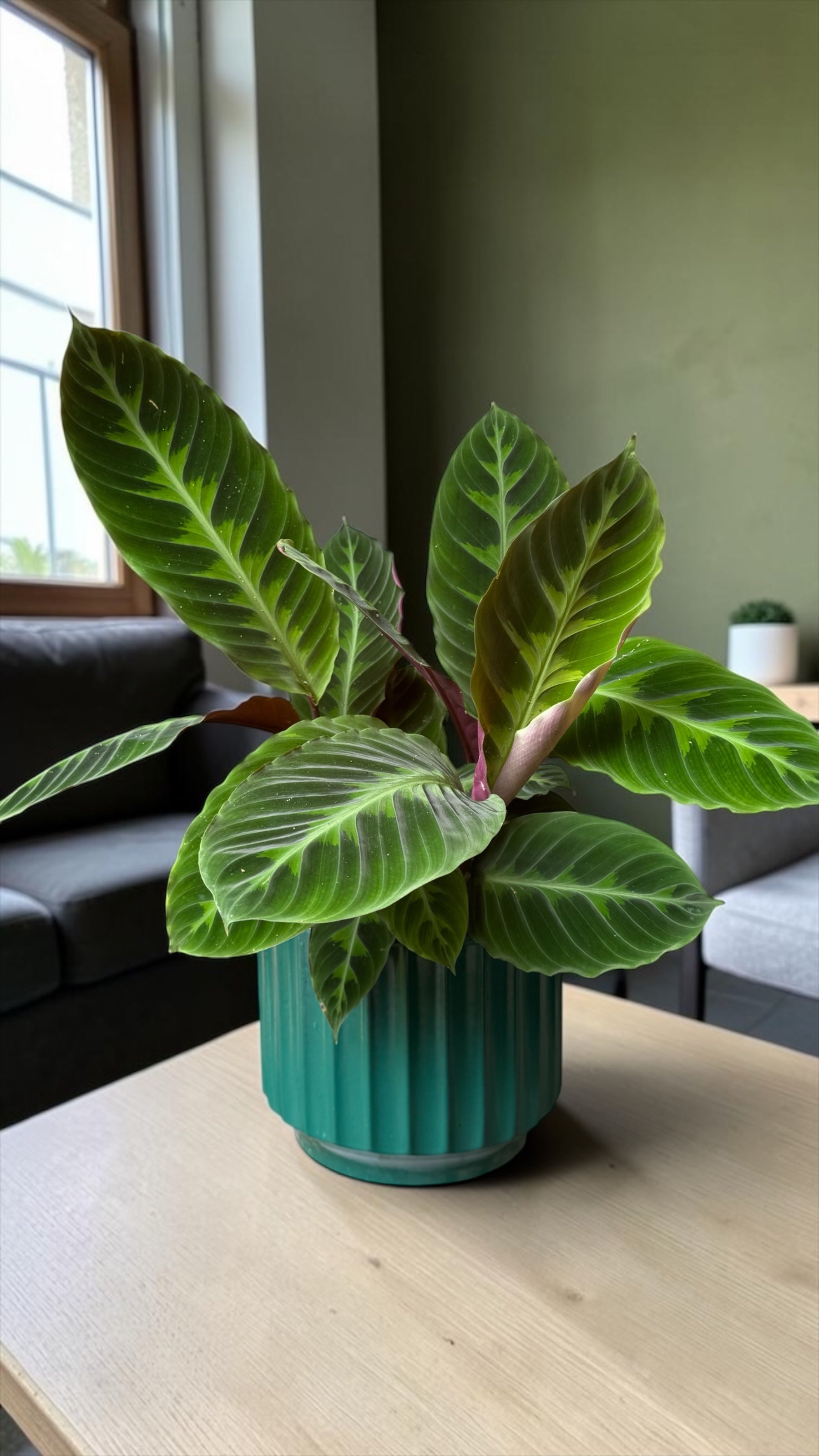Jungle Velvet in the Emerald Planter