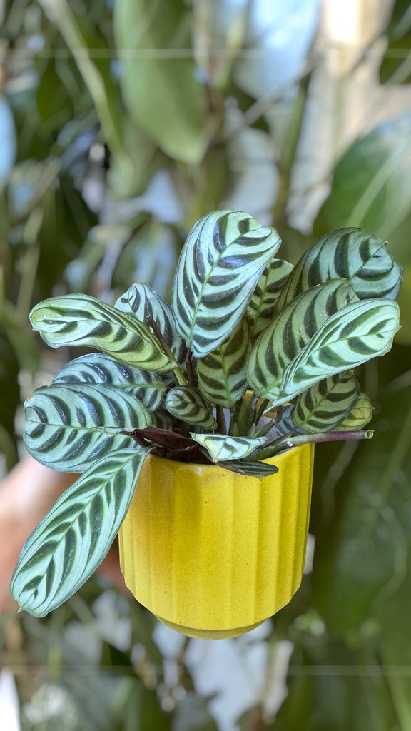 Calathea in the Charteuse Planter
